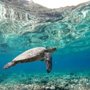 Great Barrier Reef